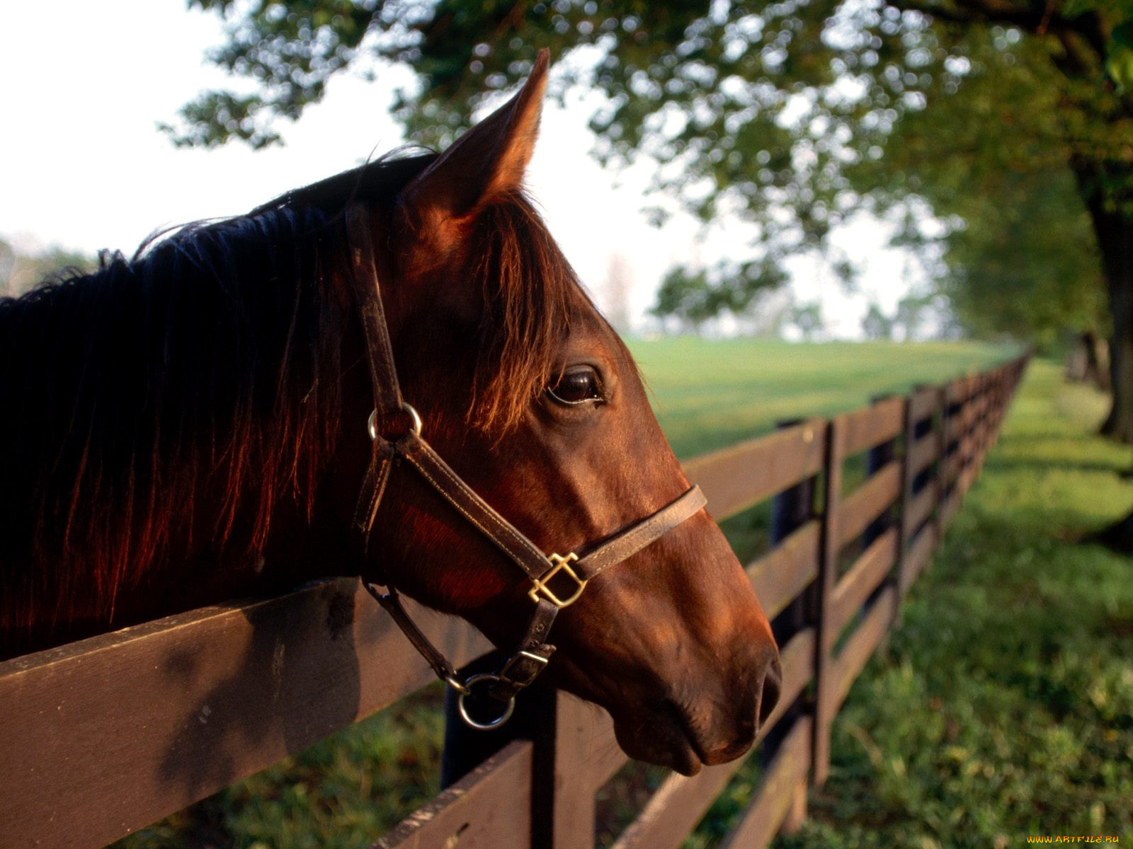 thoroughbred, profile, , 